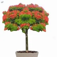 Gulmohar Plant