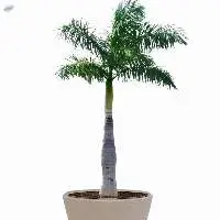 Bottle Palm Plant