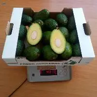 Avocado Hass
