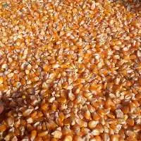 Maize (Corn)