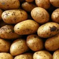Potato