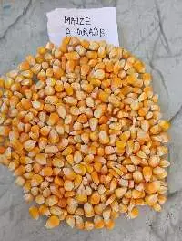 Yellow Corn (Maize)