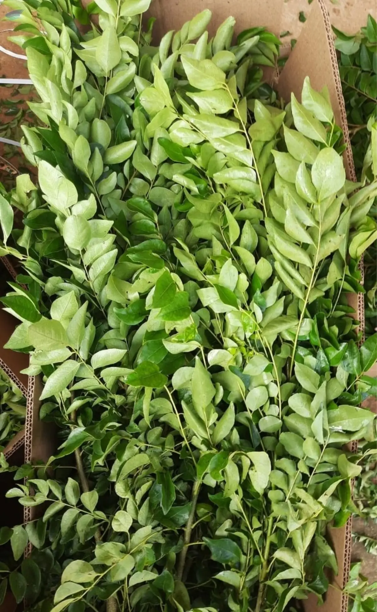 Curry Leaves By Impex Technology Supplier From India Product Id 1590616 curry-leaves-by-impex-technology-supplier-from-india-product-id-1590616