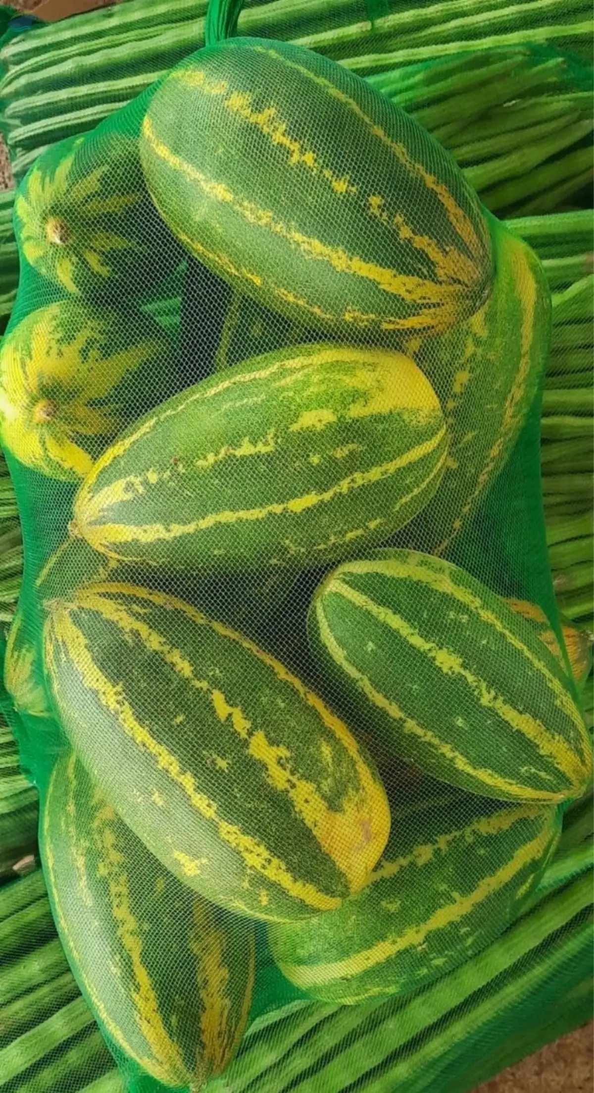 Yellow Cucumber By Impex Technology Supplier From India Product Id yellow-cucumber-by-impex-technology-supplier-from-india-product-id
