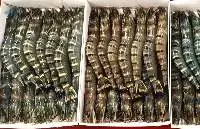 Raw HOSO Black Tiger (Penaeus Monodon)
