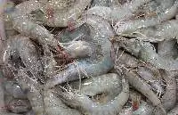 Raw HOSO Vannamei (Litopenaeus vannamei)