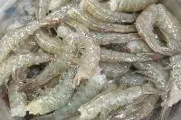 Premium Frozen HLSO Vannamei Shrimp 