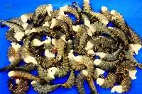 Premium Frozen HLSO Black Tiger Shrimp 
