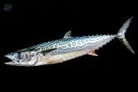 Premium Fresh Seerfish King Fish Export Quality