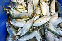 Premium Fresh Mackerel Fish Export Quality