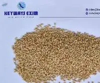 Canary Seed