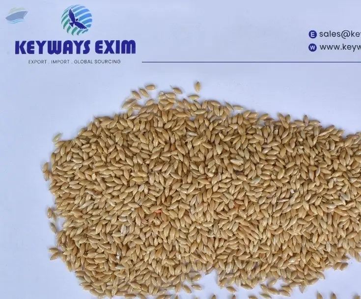 Canary Seed
