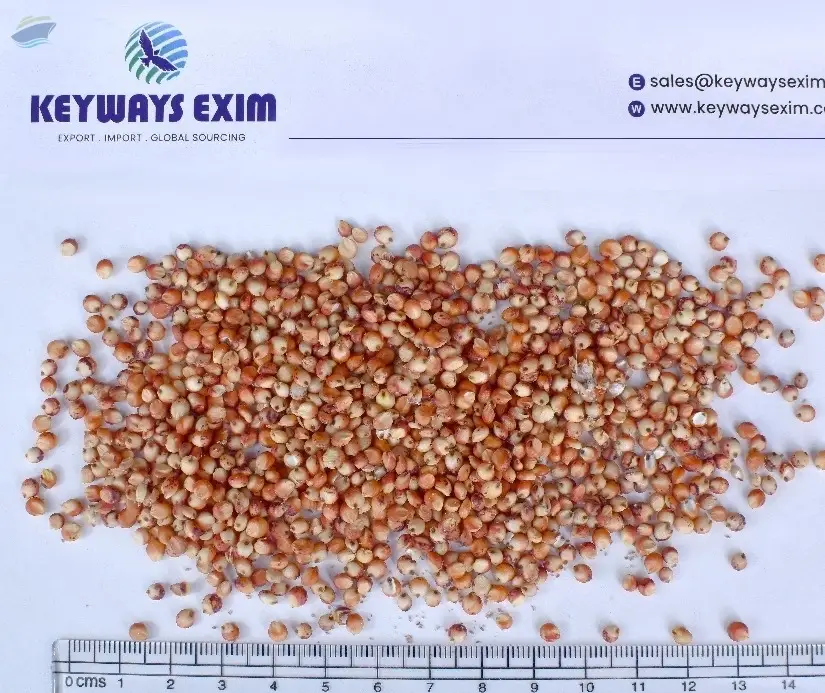 Red Sorghum
