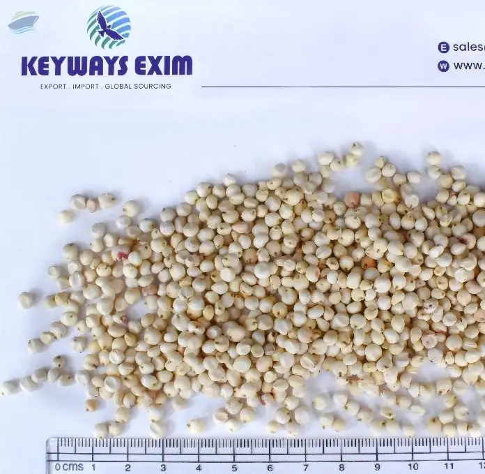 White Sorghum