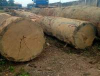 Timber Lumber