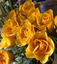 Fresh Cut Flowers