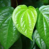 Fresh Betel Leaves Agricultural Trading