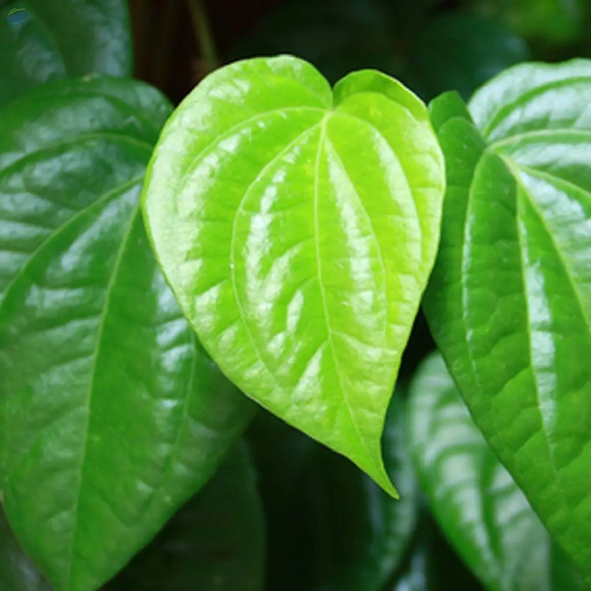 Fresh Betel Leaves Agricultural Trading