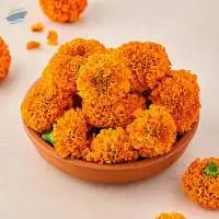 Premium Grade Fresh Marigold Flowers