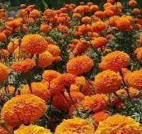 Premium Grade Fresh Marigold Flowers
