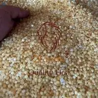 GPPS Repro Pellets Yellowish Transparent