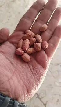Peanuts (De-Shelled) / Groundnuts