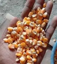 Indian Maize