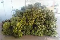 Saba/Nipah Banana