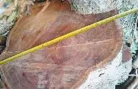 Timber