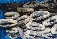 Sea Cucumber