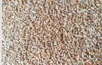 Wheat