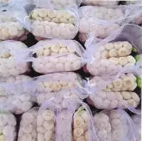 Garlic