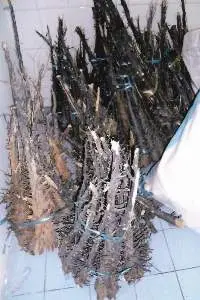 Tongkat Ali