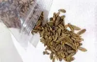 Dried Worm (BSF)