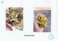 Dried Pineapple Silage