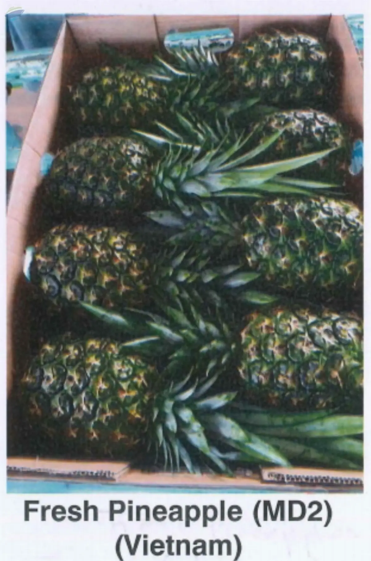 Fresh Pineapple