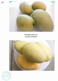 Fresh Mango