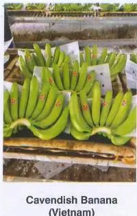 Fresh Banana