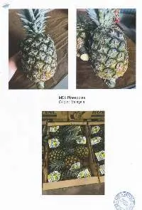 Pineapple
