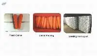 Fresh Carrot