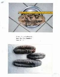 Sea Cucumber