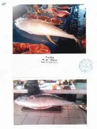 Tuna Fish