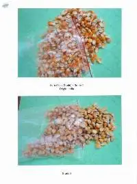 Yellow Corn
