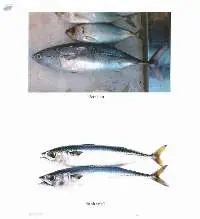Frozen Fish