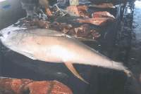 Tuna Fish