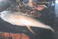 Tuna Fish