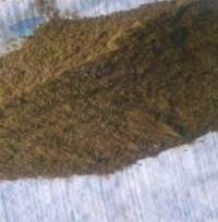Fish Meal