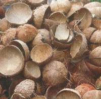 Raw Coconut Shell