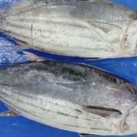 Frozen Skip Jack Tuna
