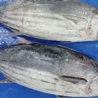 Frozen Skip Jack Tuna